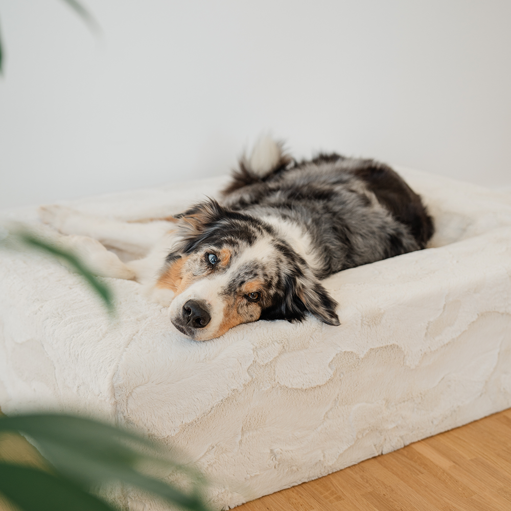 Die Vorteile von Orthopädischen Hundebetten: Gesunder Schlaf für Ihren Vierbeiner!