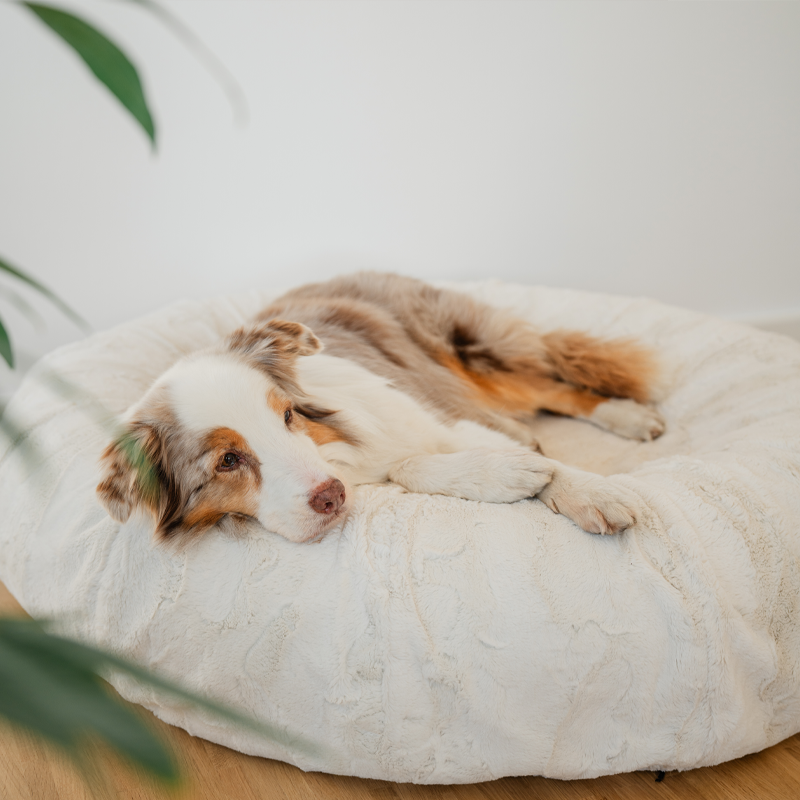 So findest Du das perfekte Hundebett: Ein Leitfaden von Adina Hollender